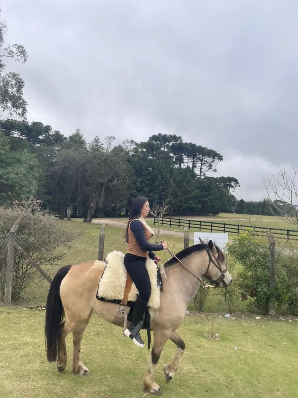 Cavalo  - Foto 3