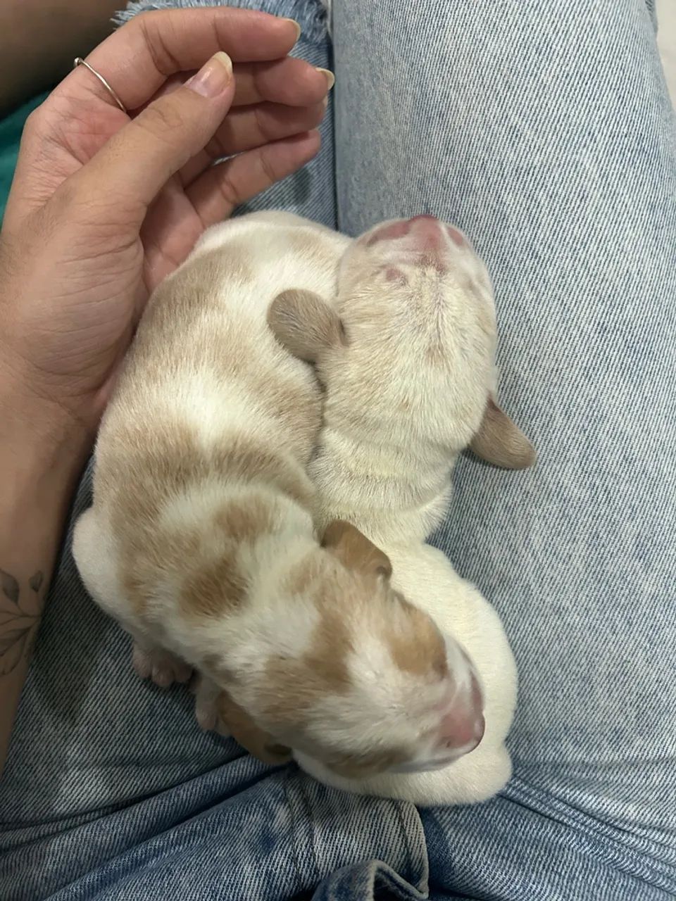 Filhotes de Beagle  - Foto 5