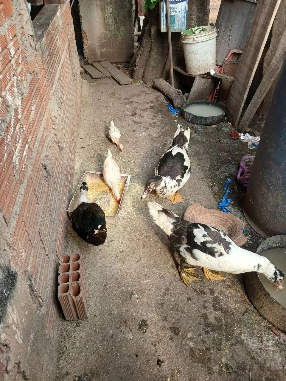 Patos - Foto 2