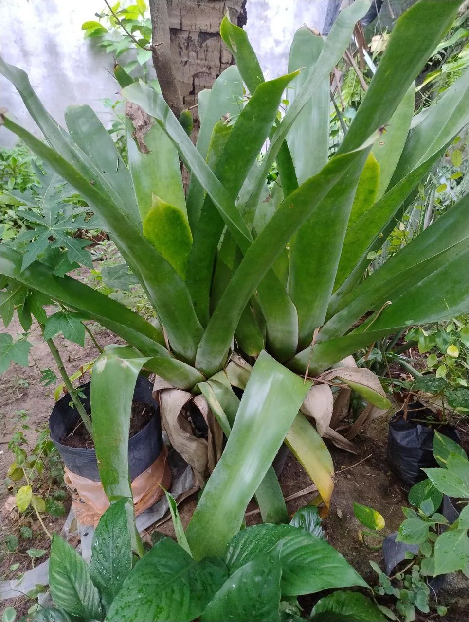 Vendo plantas  - Foto 3