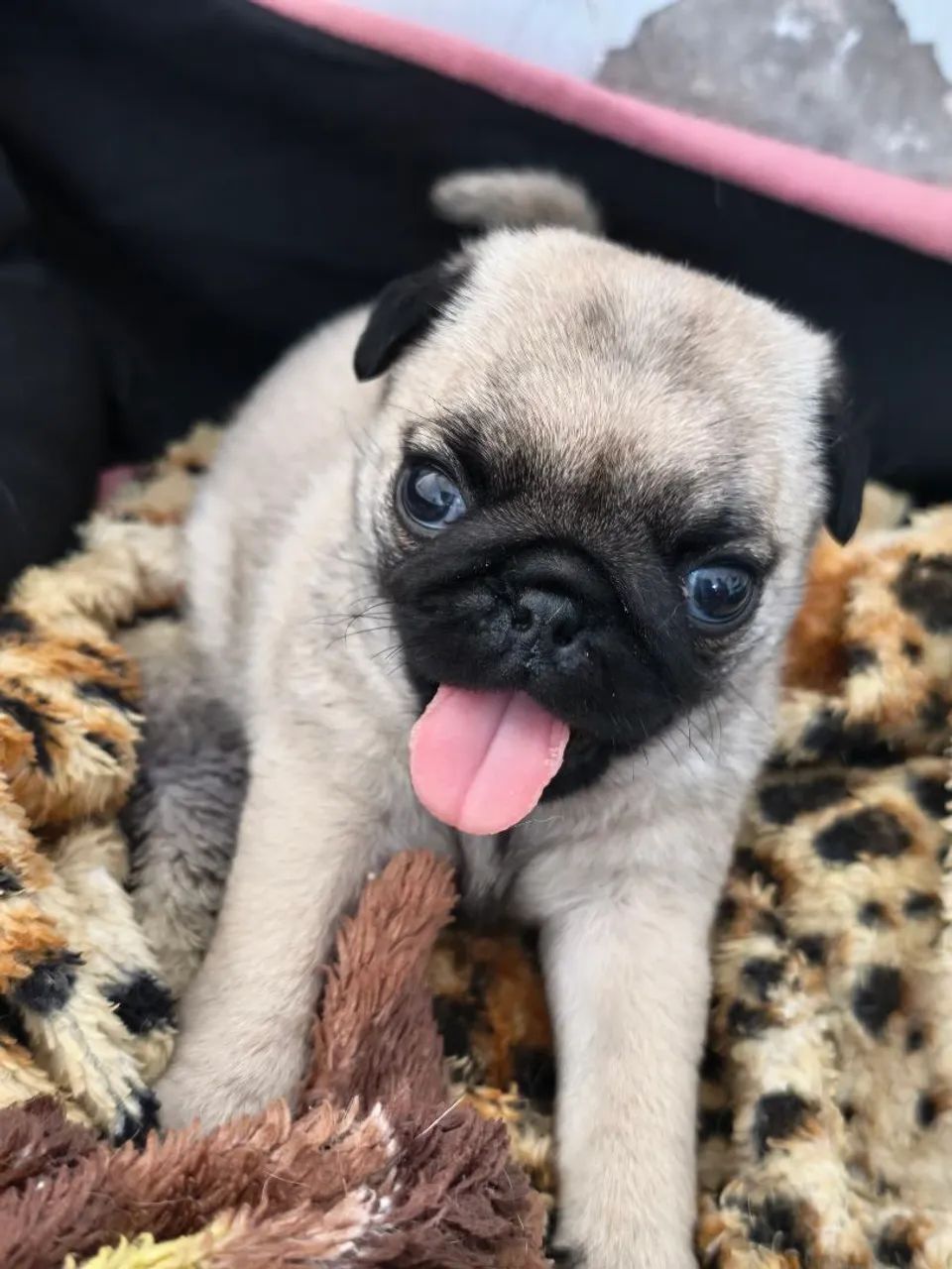 Cachorro raça Pug  - Foto 3