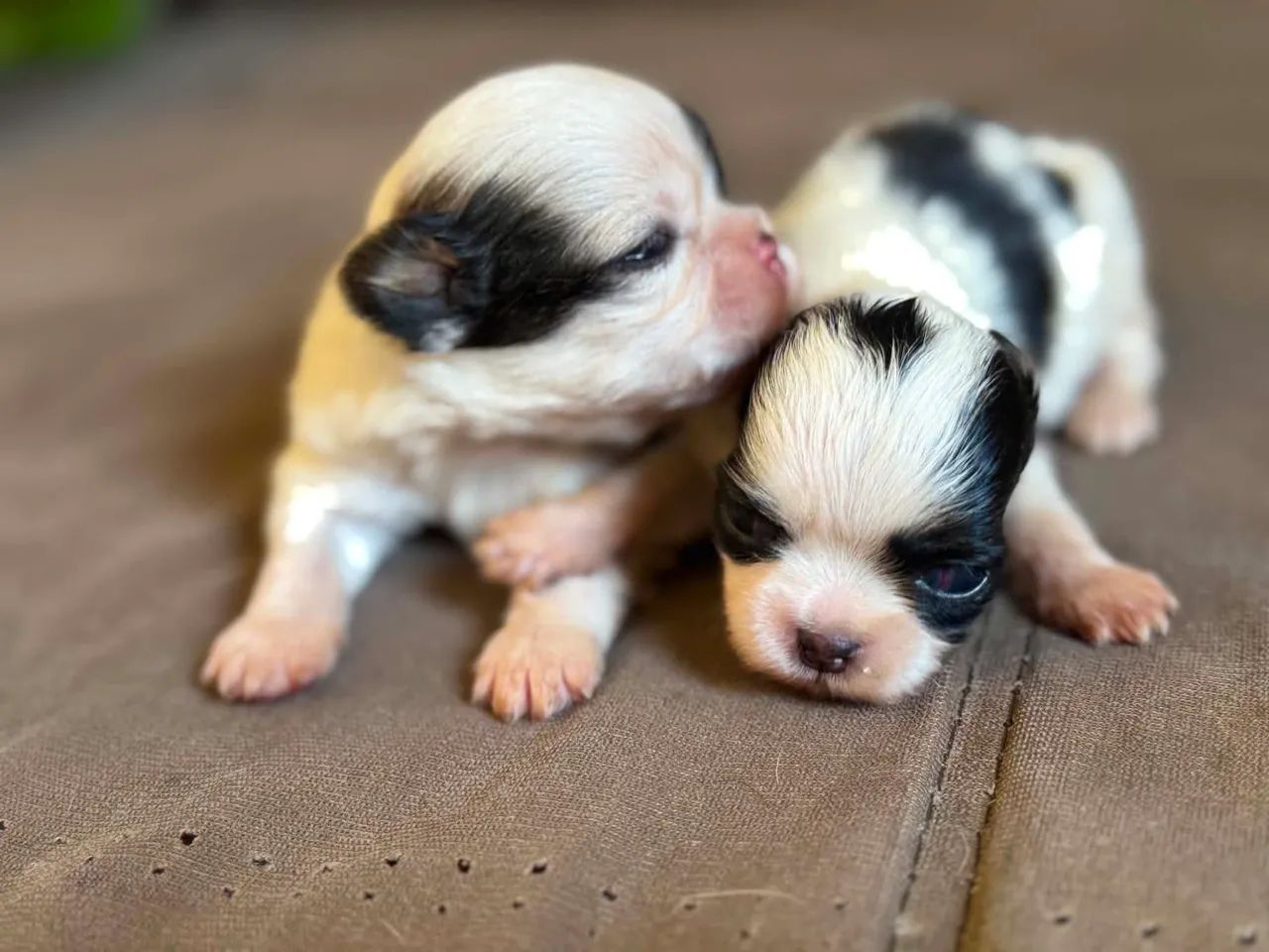 Vendo cachorro, raça Shitzu. - Foto 2