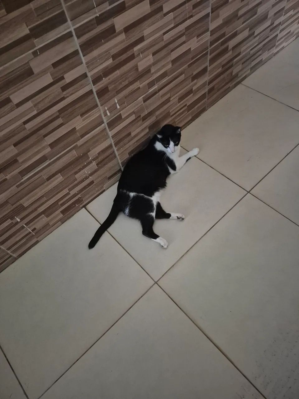 PROCURA SE GATO FRAJOLA - Foto 2