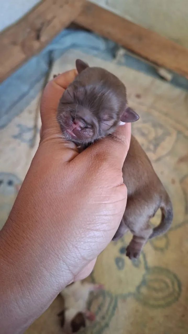 Filhotes de shitzuh  - Foto 3