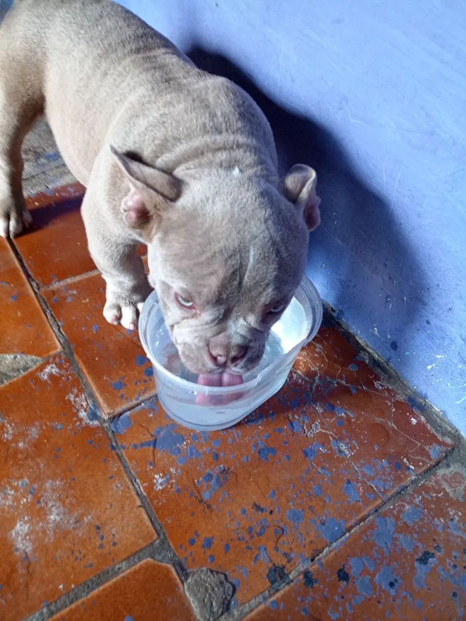 Cachorro  - Foto 4