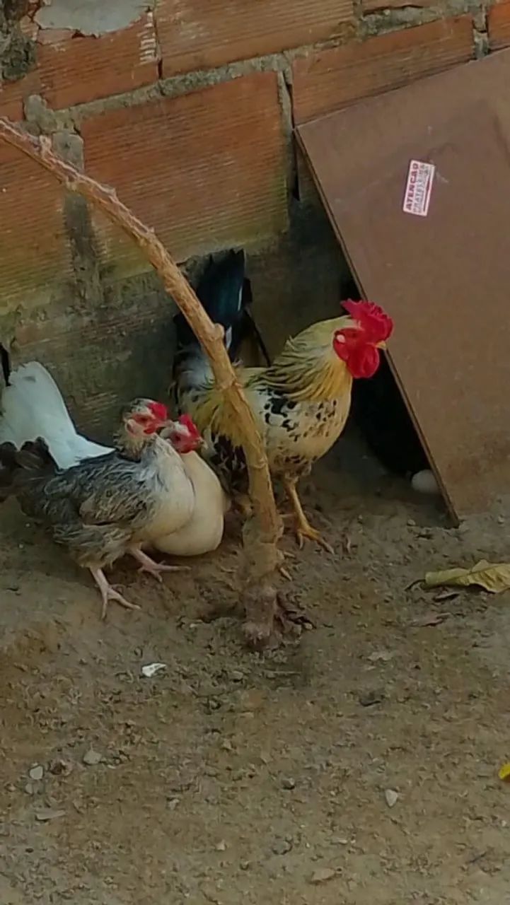  Galizé 