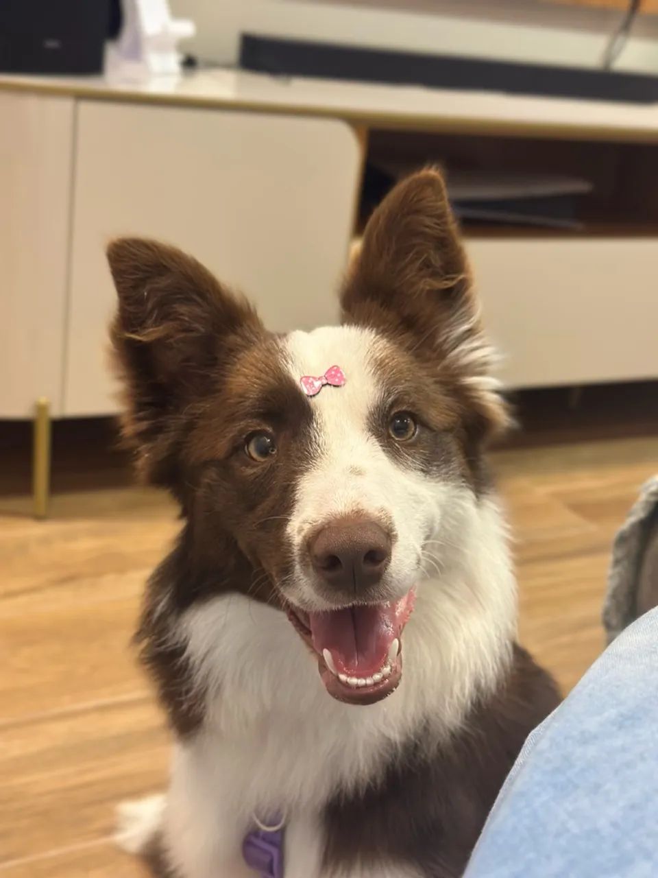 Border collie 