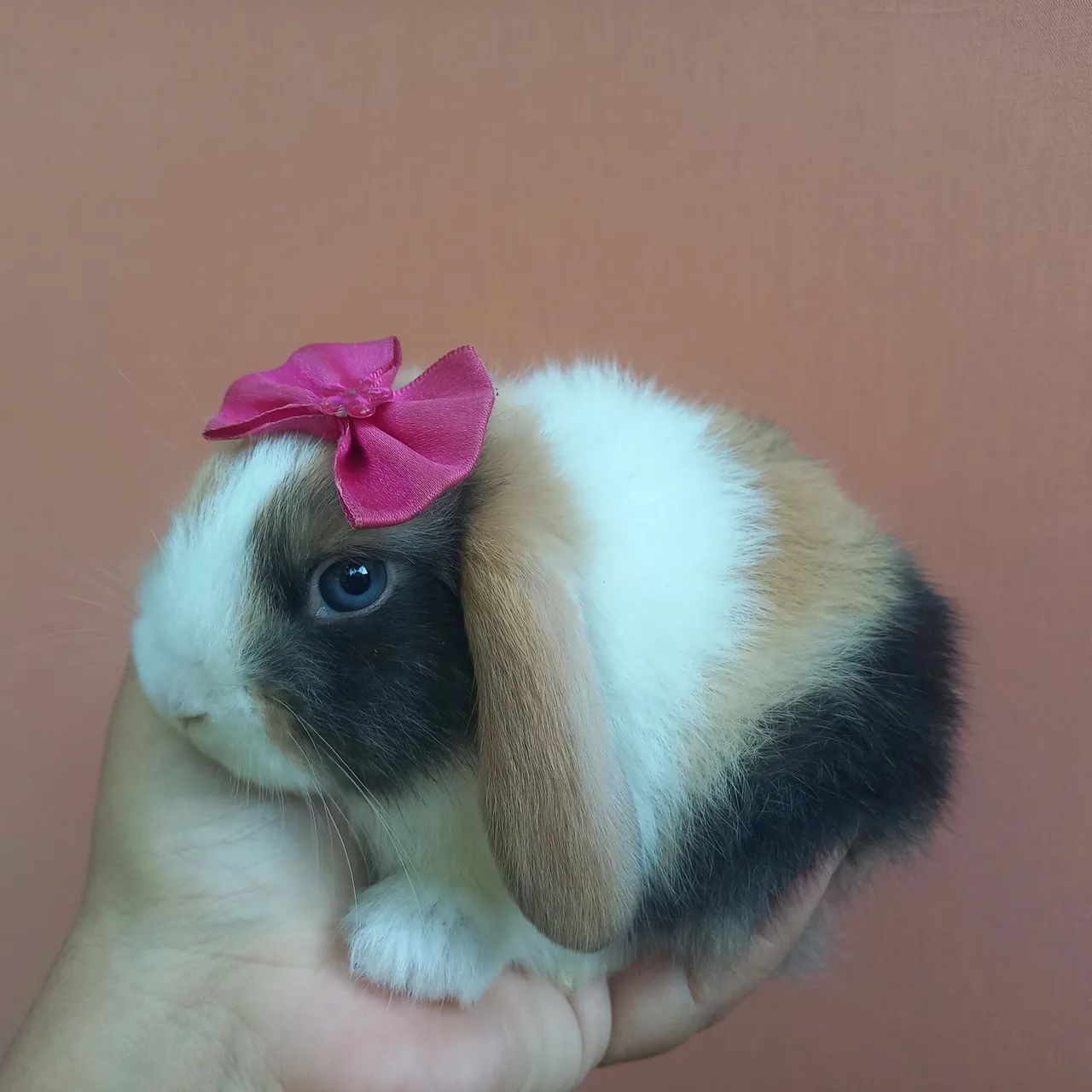 Uruguayan Mini Lop Rabbits