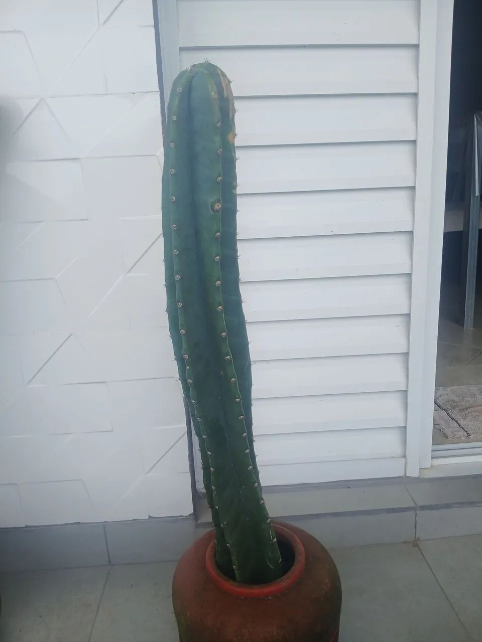 Cacto - Foto 4