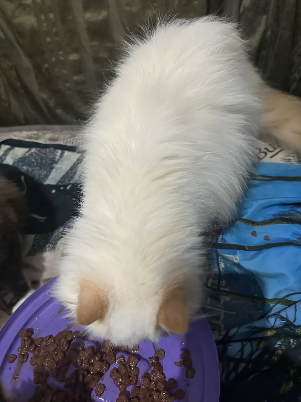 GATA PERSA HIMALAIA VASCINADA SOU DE FERRAZ ZL  - Foto 4