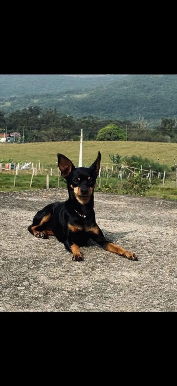 Pinscher fêmea 