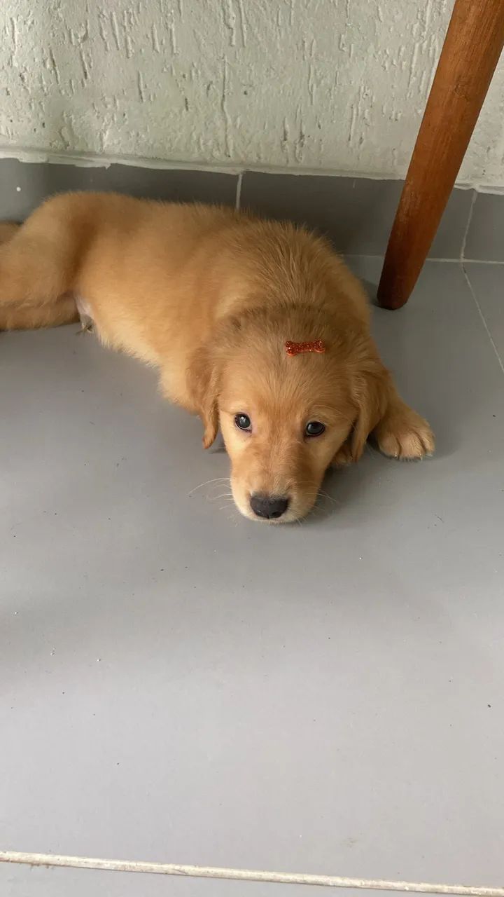 Golden retriever MACHO  - Foto 2