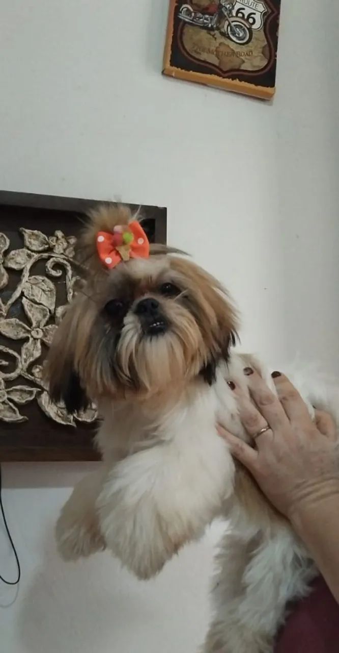 Vendo Shitus fêmea 