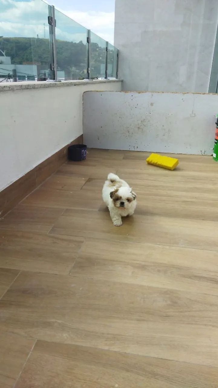 Shitzu macho  - Foto 4