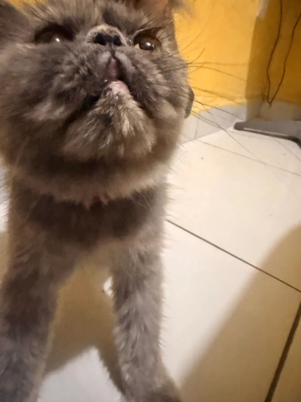 Gata persa Raça Exotic Shorthair Fêmea  - Foto 2