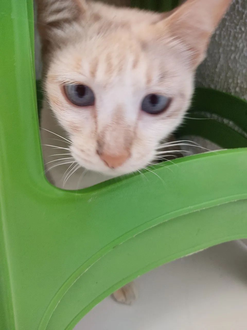 Adoção responsável  - Foto 2