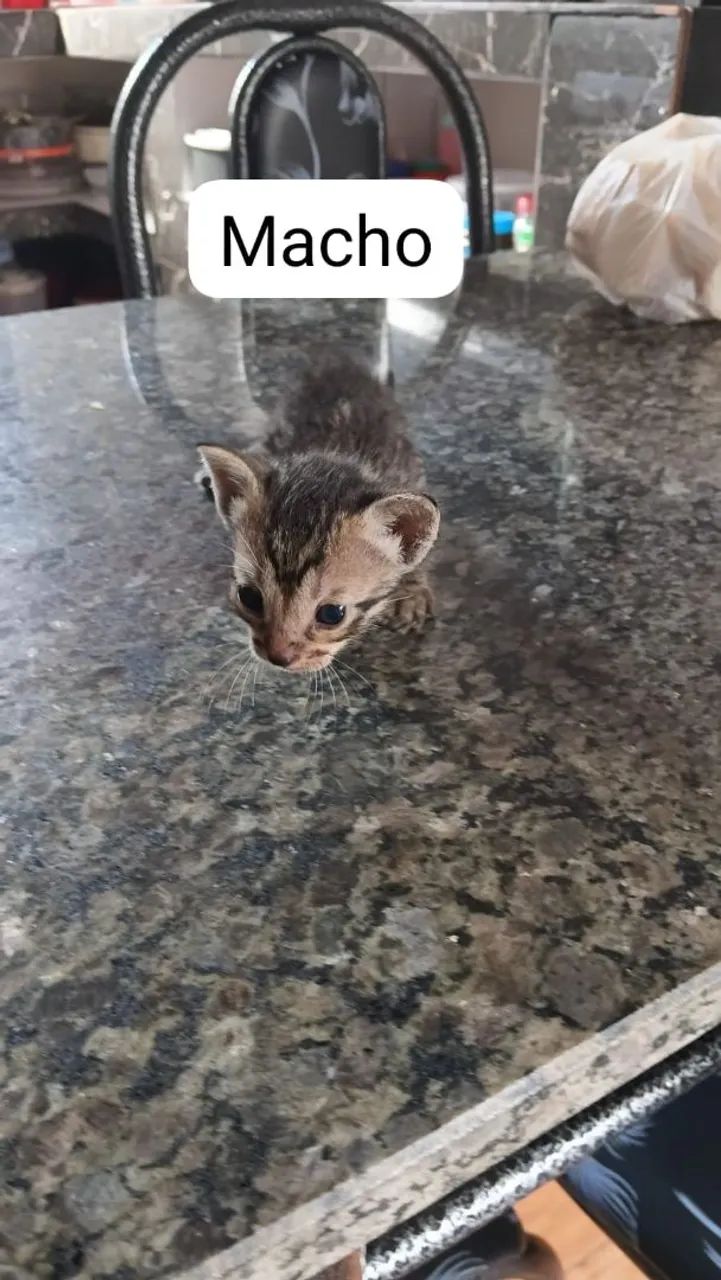 Gatinhos