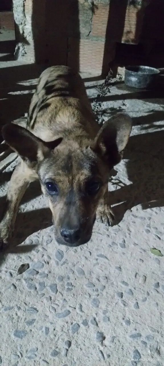 Cachorro  - Foto 3