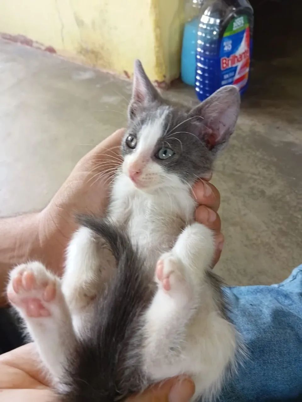 Gatinha de quase 2 meses - Foto 4