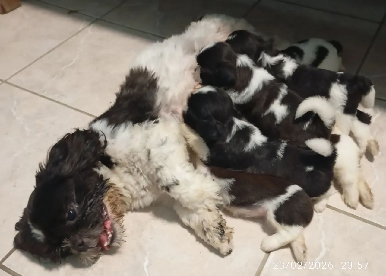Pet da raça shih Tzu preço 1.200 - Foto 2