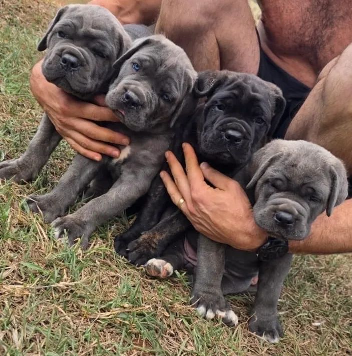 Filhote de Cane Corso - Foto 2