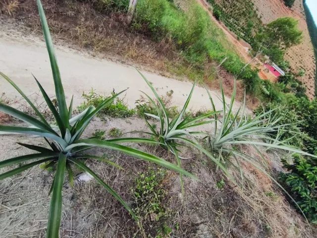 Chácara muitas frutas 2 poço de peixe  - Foto 4