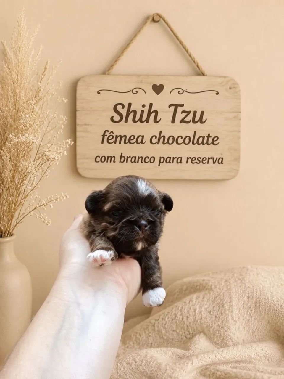 Shitzu 