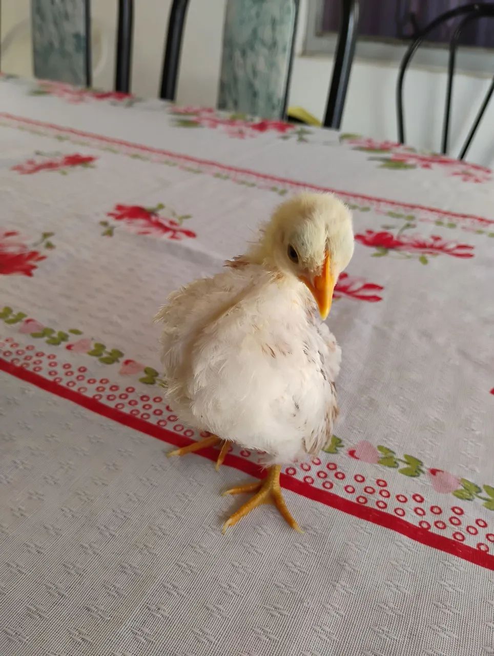 Pintinhos Serámas 