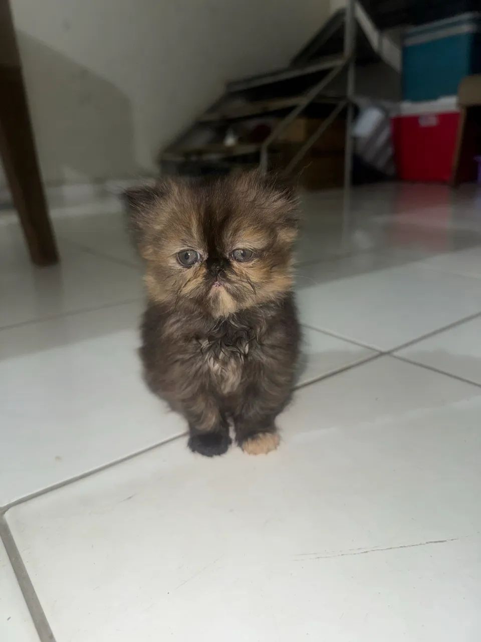 Gato persa  - Foto 3