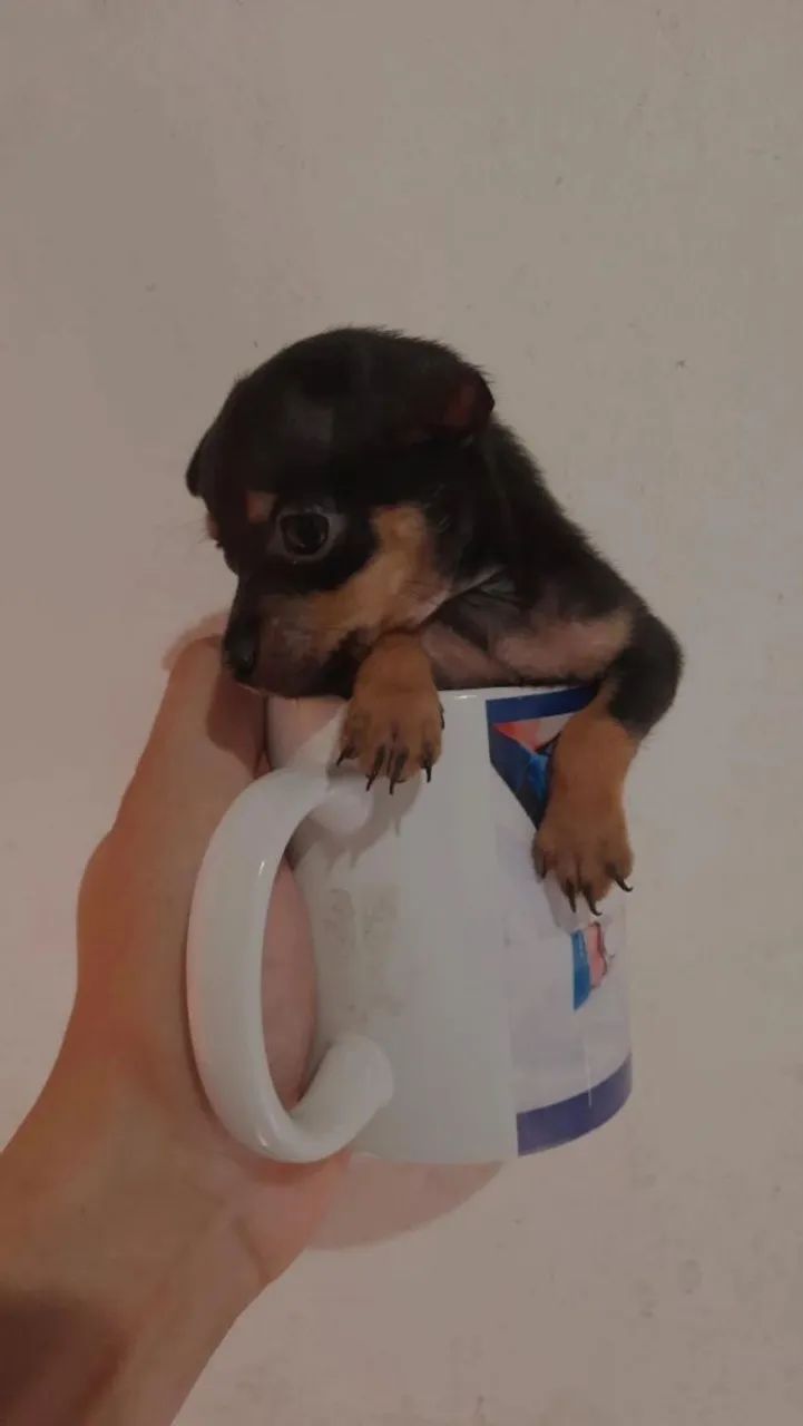 Pinche 0 - Foto 4