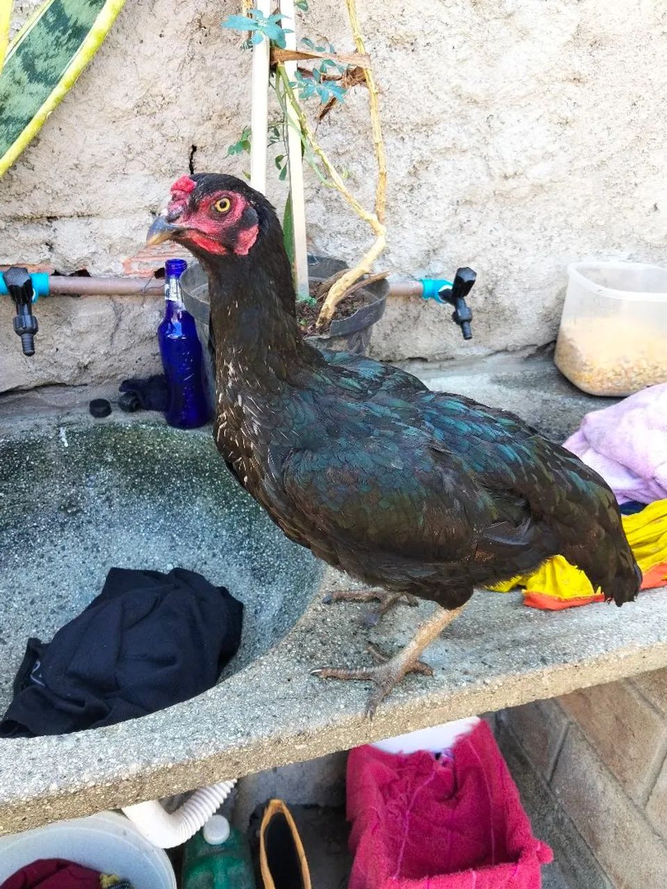Galo e galinha  - Foto 4