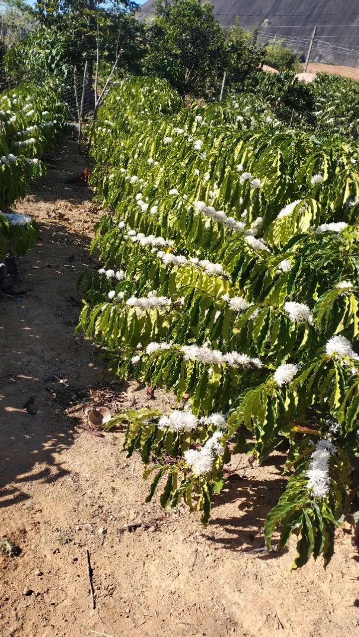 CHÁCARAs a venda em Jerônimo monteiro-ES  - Foto 5