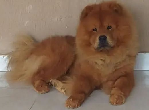 Doa se Chow Chow  - Foto 3