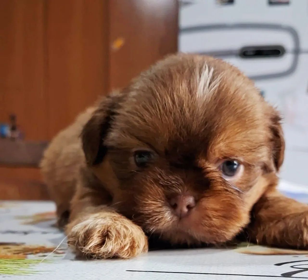 Cão  - Foto 2