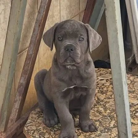 Cane corso filhotes 