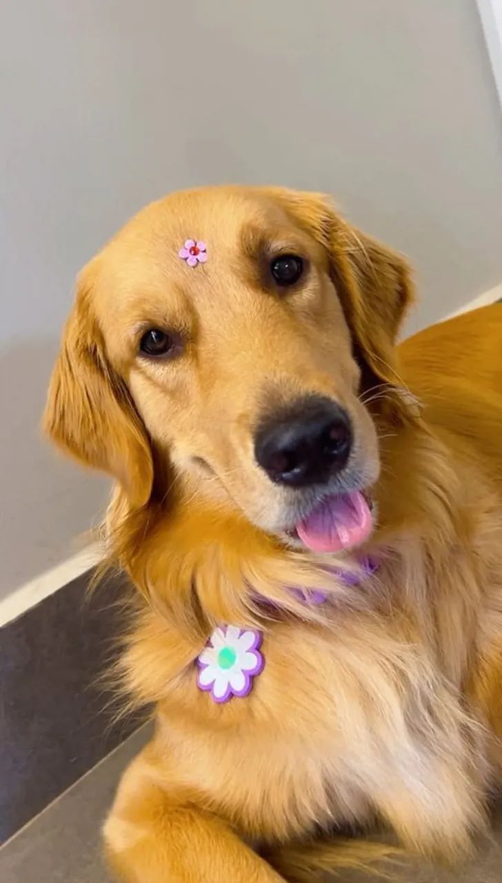 FILHOTES DE GOLDEN RETRIVER DISPONÍVEIS  - Foto 4