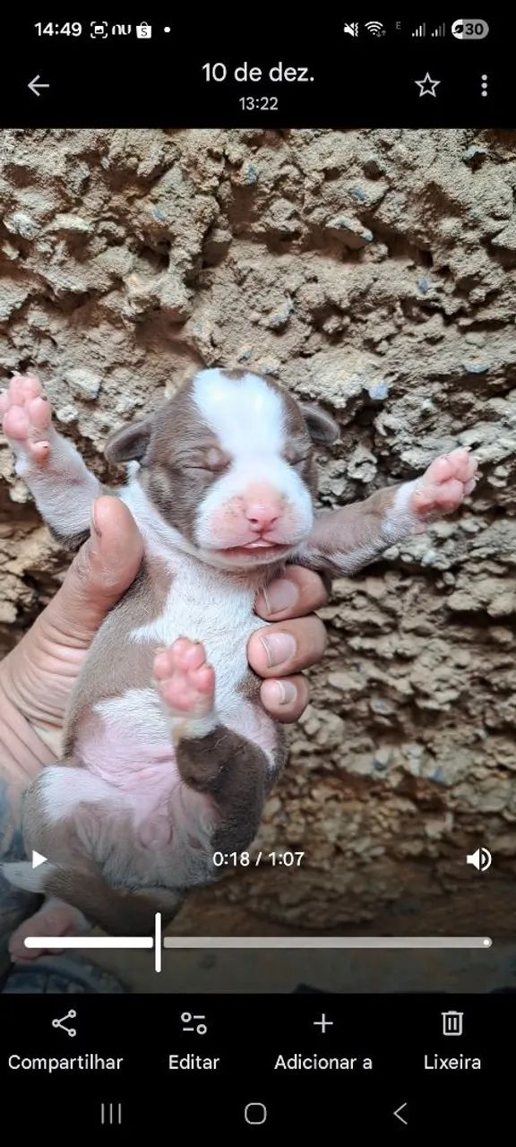 Filhote Pitbull  - Foto 2