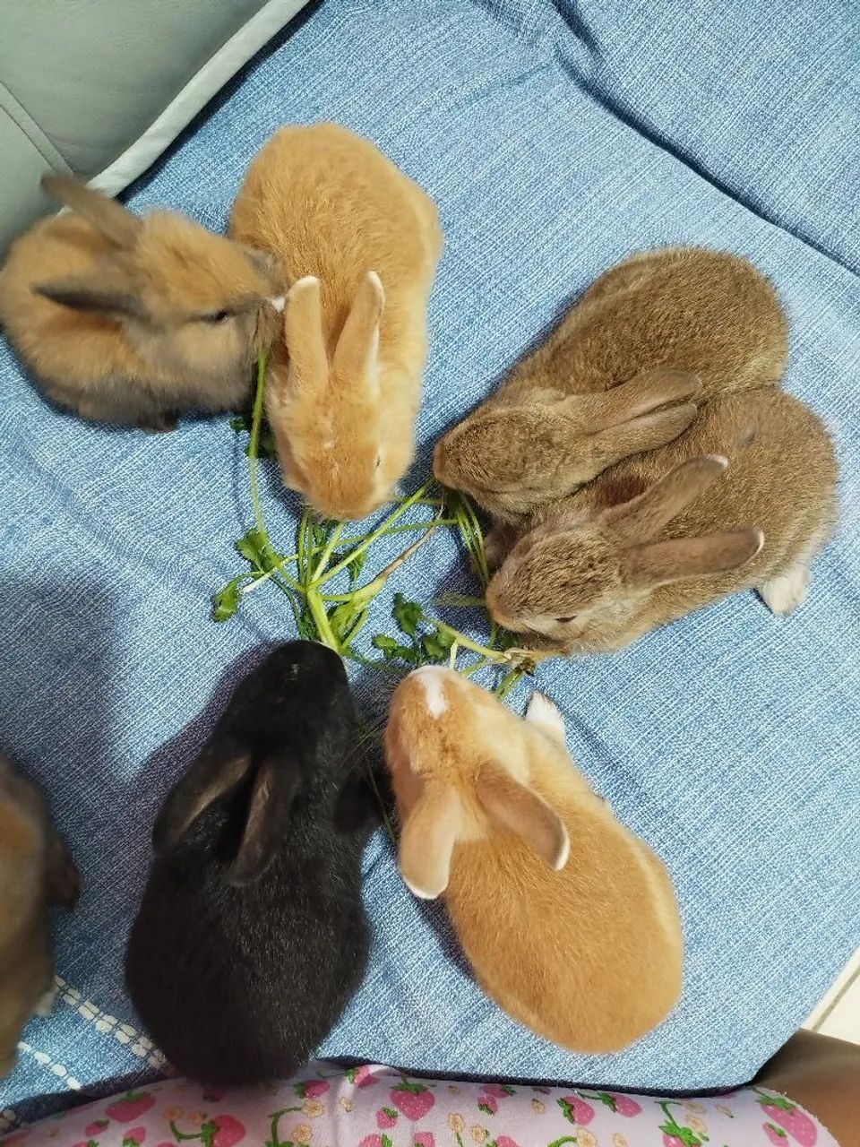 Filhotes de coelhos  - Foto 6
