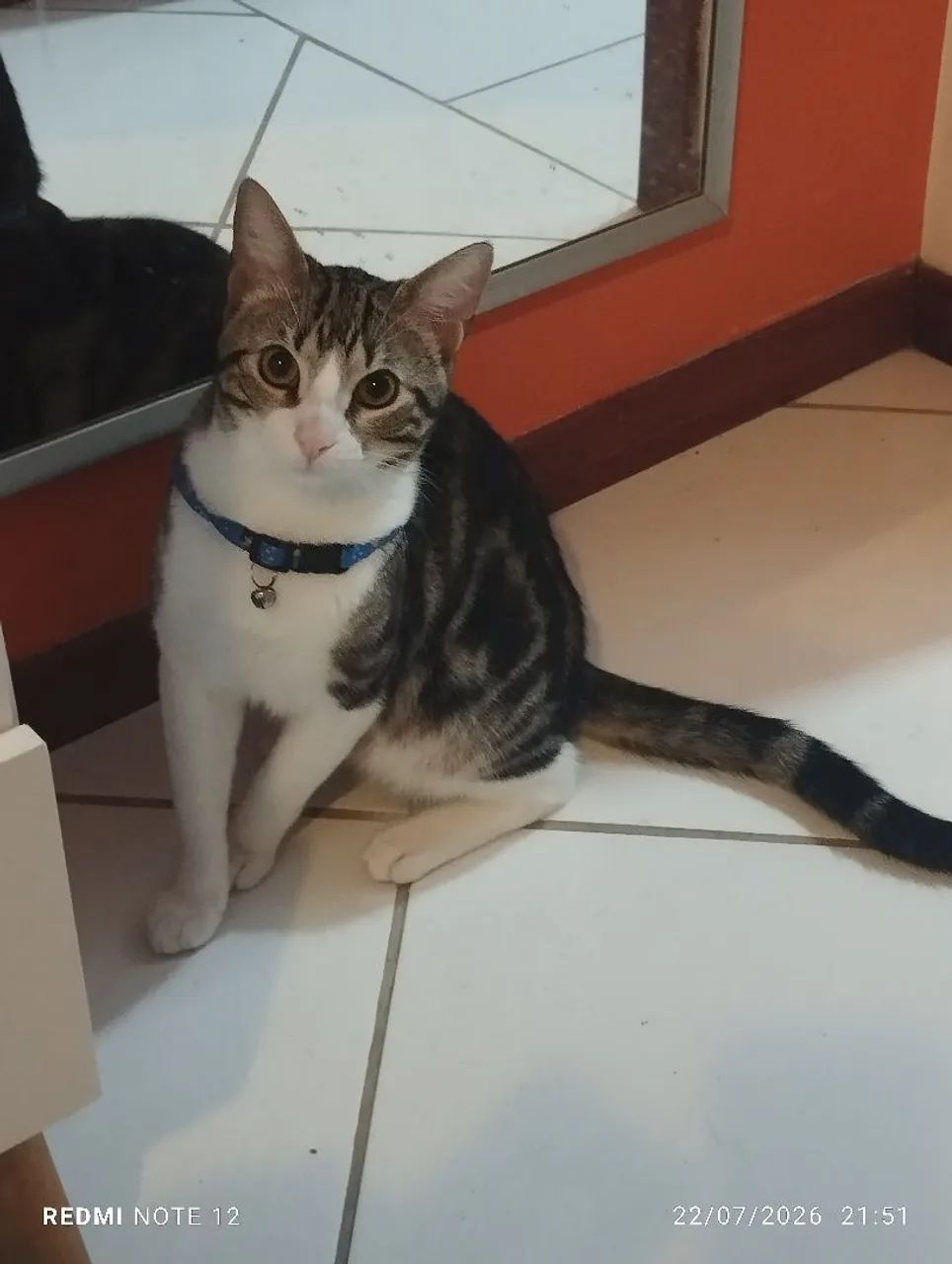 Doação gato