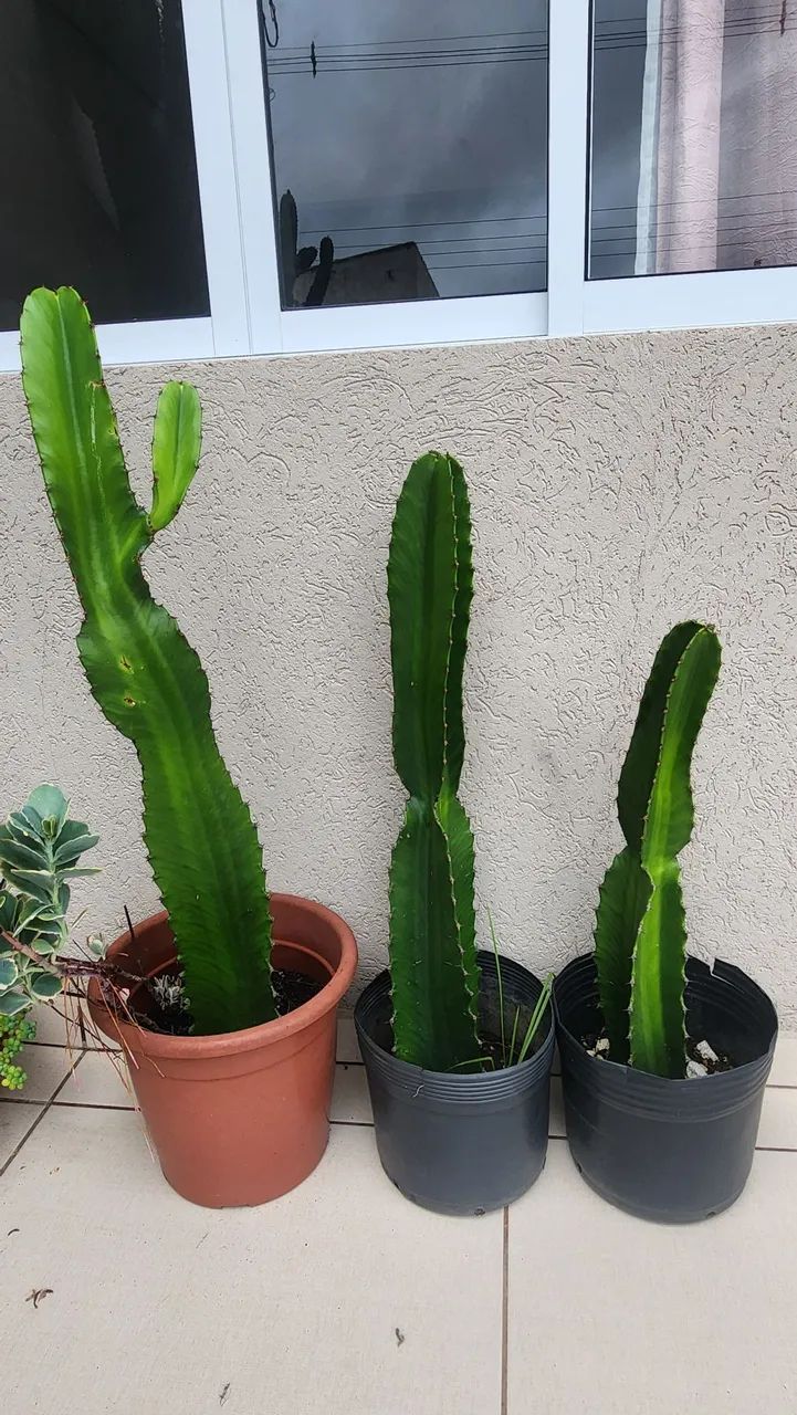 CACTOS E SUCULENTAS  - Foto 5