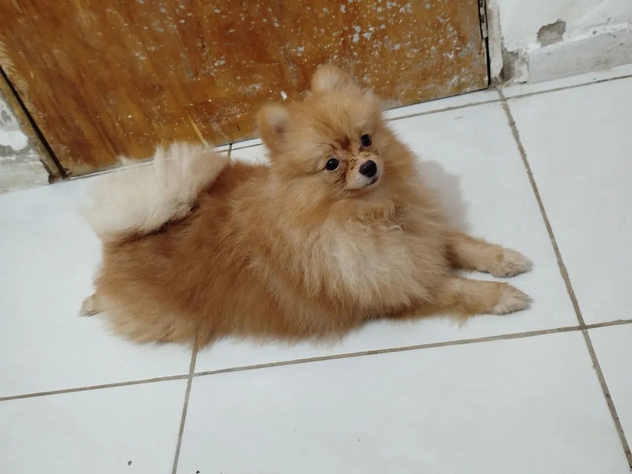 Lulu  - Foto 2
