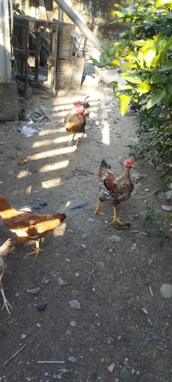 Galos - Foto 4