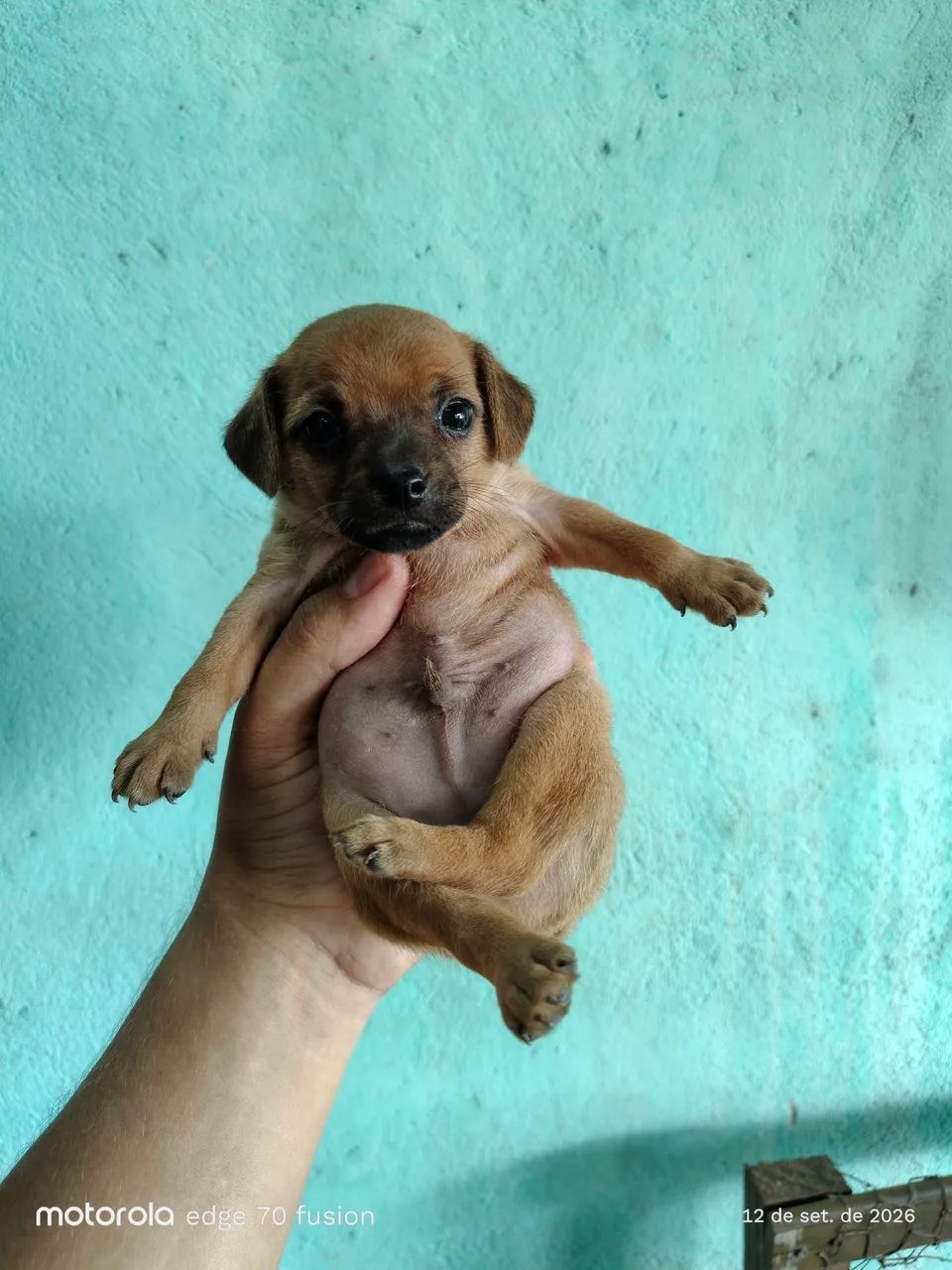 Pinscher N°1 - Foto 2