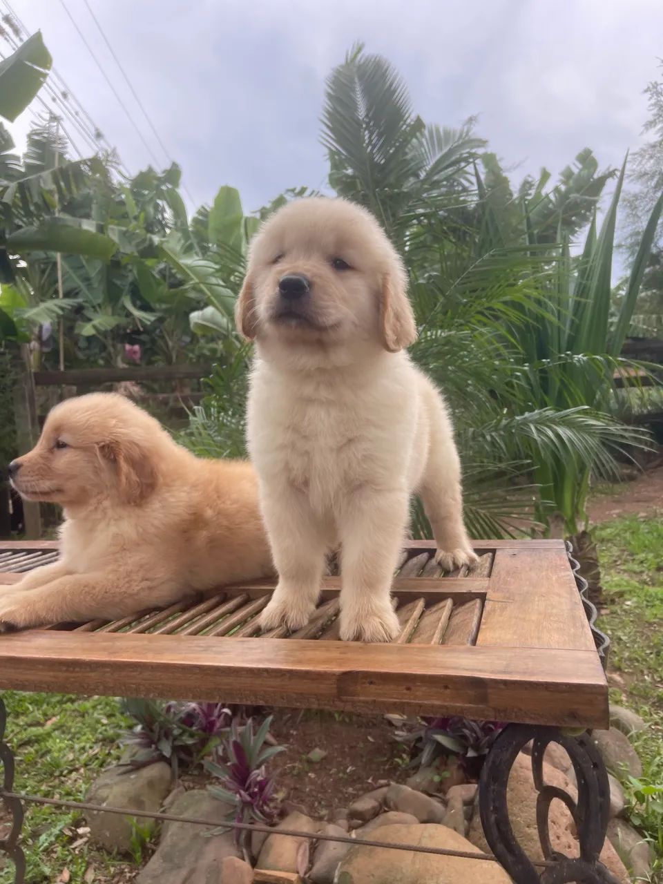 Golden Retrivier - Foto 4