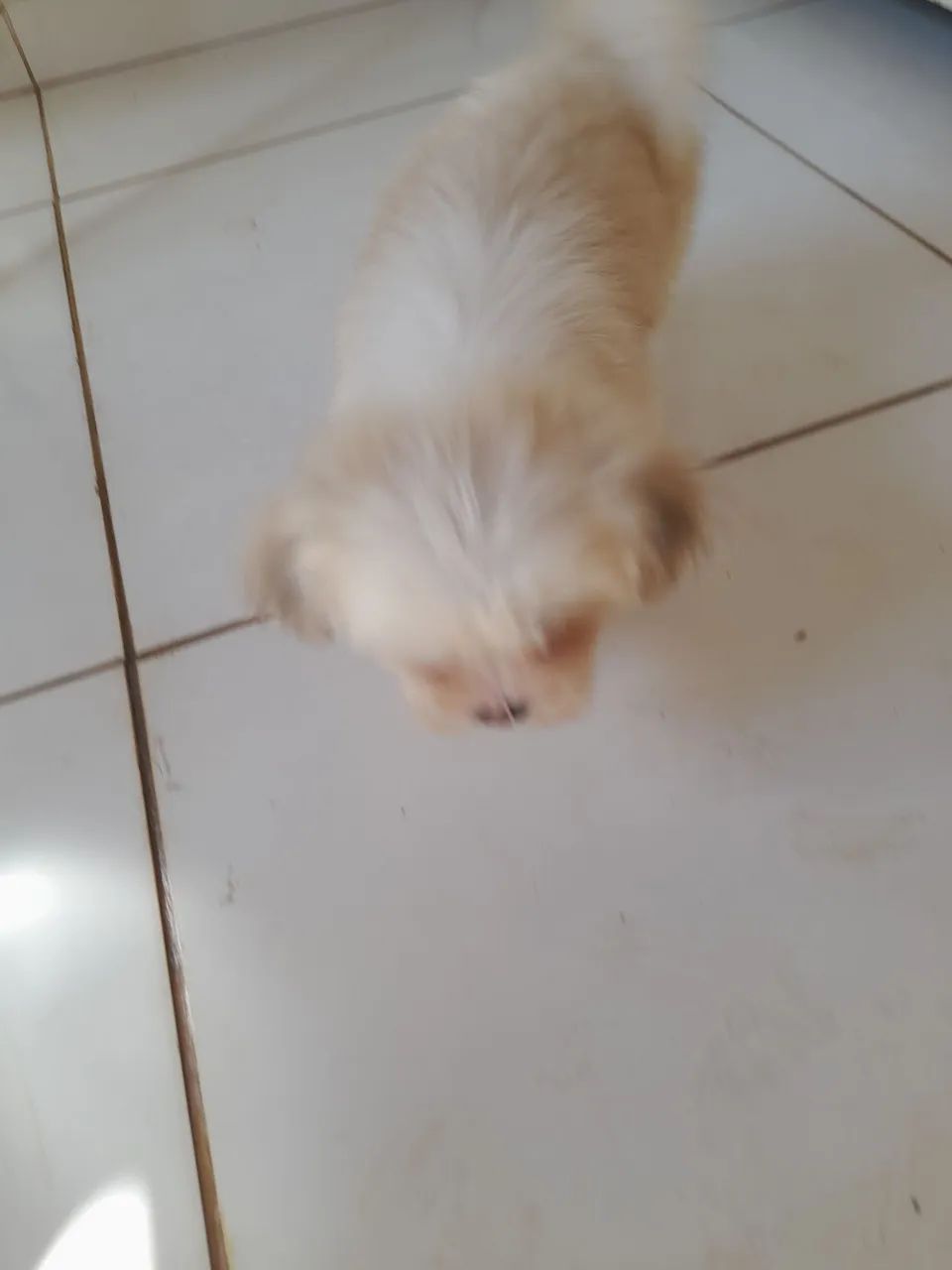 Lhasa apso
