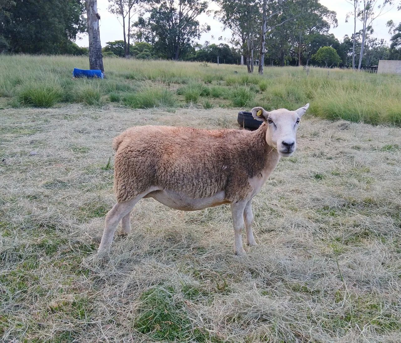 Ovelha Texel  - Foto 3