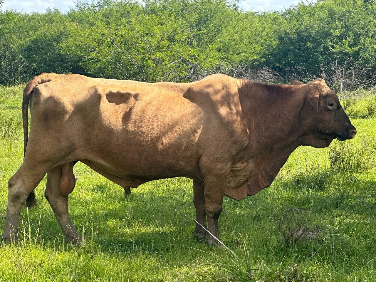 Vaca Angus pura