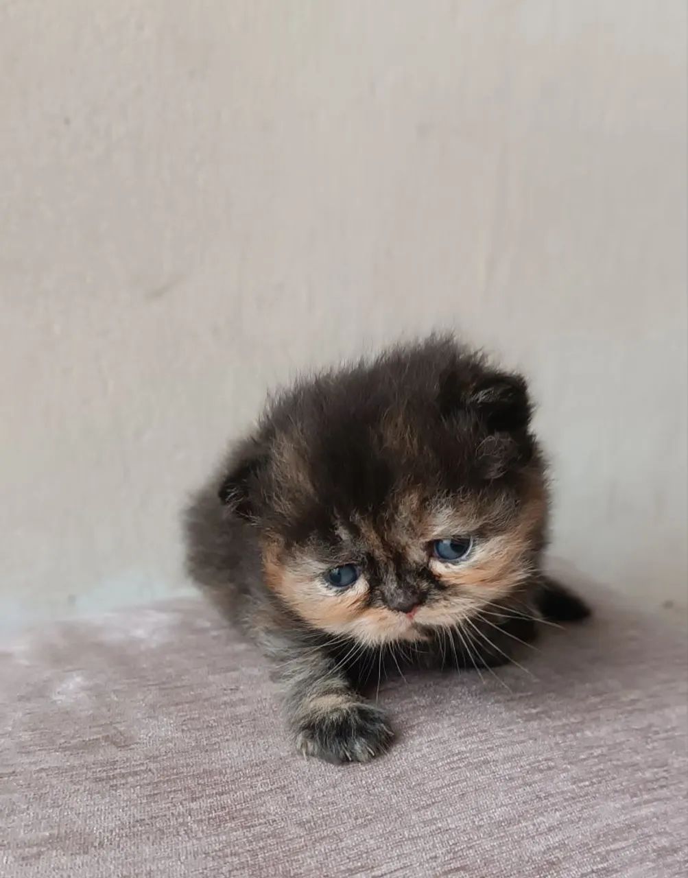 Gato persa - Foto 2