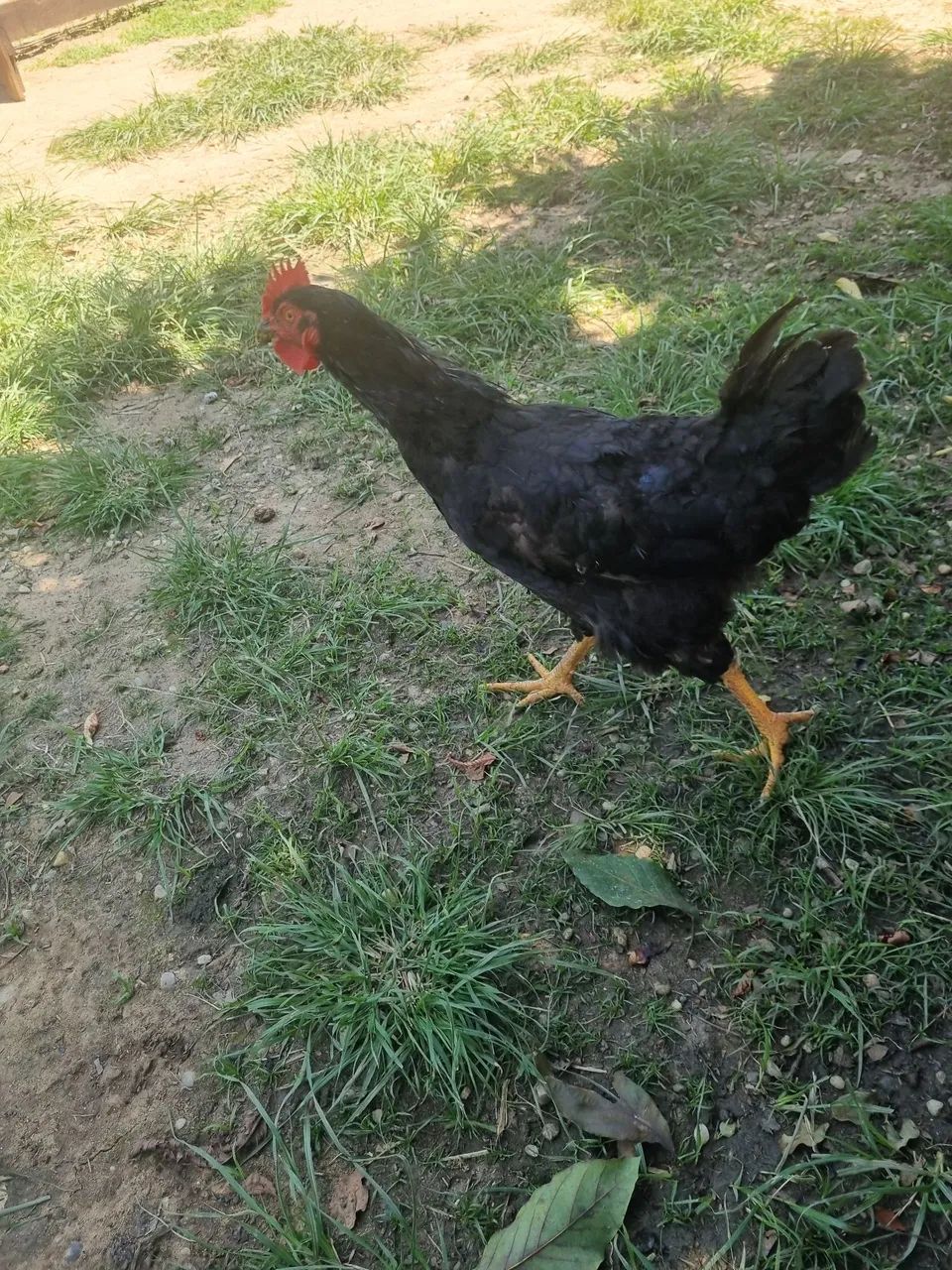 Frango preto graúdo 