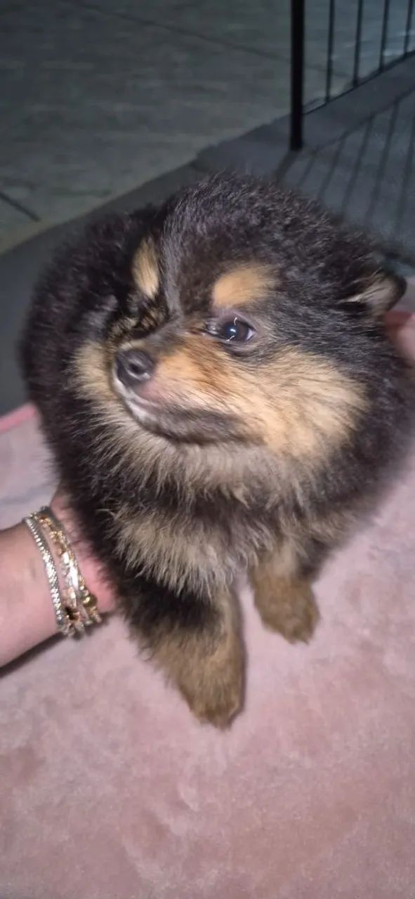 Spitz alemão  - Foto 3